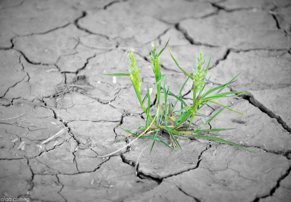 5571249842_d04a3871f8_b