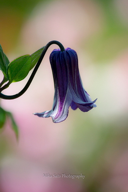 tumblr_o1sywzz70Y1rqdcqpo1_500