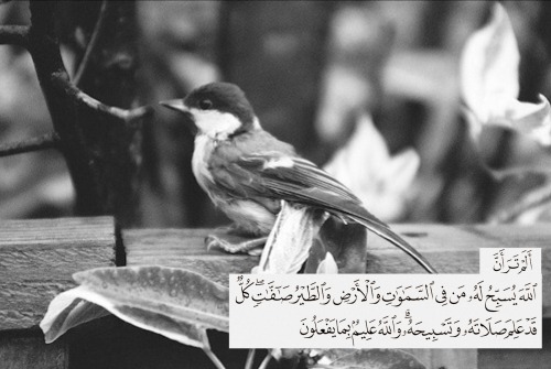 tumblr_o96nccX3cU1tztk17o1_500